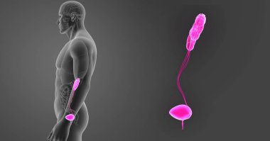 Üriner Sistem zoom organları ile 