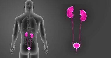 Üriner Sistem zoom organları ile