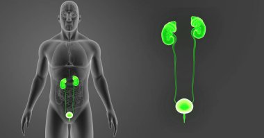 Üriner Sistem zoom organları ile