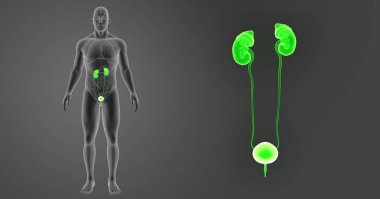 Üriner Sistem zoom organları ile