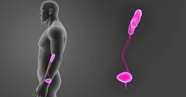 Üriner Sistem zoom ile vücut 