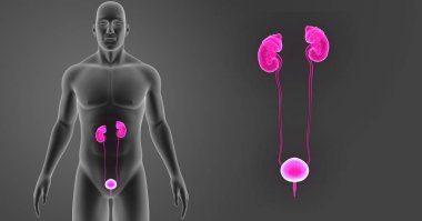 Üriner Sistem zoom ile vücut 