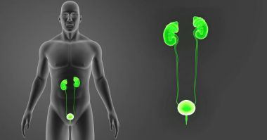 Üriner Sistem zoom ile vücut 
