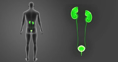 Üriner Sistem zoom ile vücut