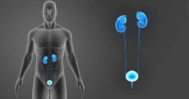 Üriner Sistem zoom ile iskelet