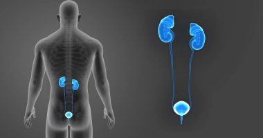 Üriner Sistem zoom ile iskelet 