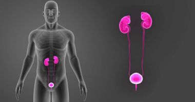 Üriner Sistem zoom ile iskelet