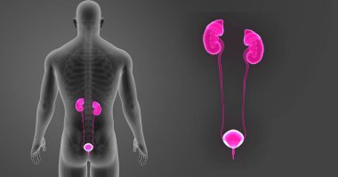 Üriner Sistem zoom ile iskelet 