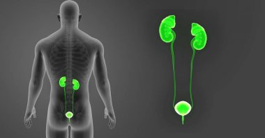 Üriner Sistem zoom ile iskelet 