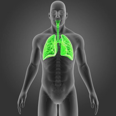 Akciğerler iskelet ön Manzaralı