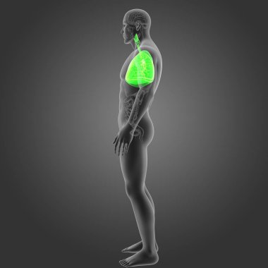 Akciğerler organları Oda