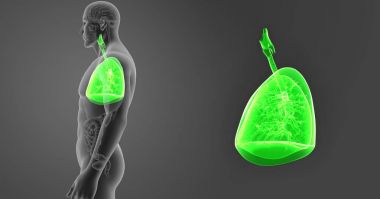 Organlar akciğerler zoom