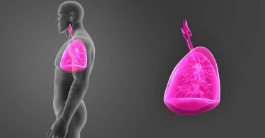 Akciğerler zoom ile iskelet 