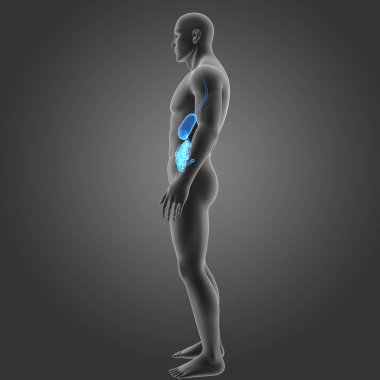 Mide ve ince bağırsak