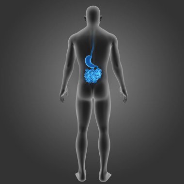 Mide ve ince bağırsak