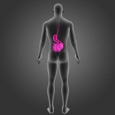 Mide ve ince bağırsak