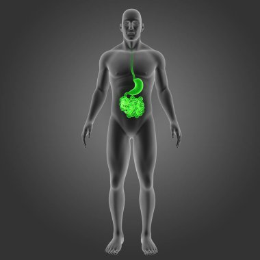 Mide ve ince bağırsak 