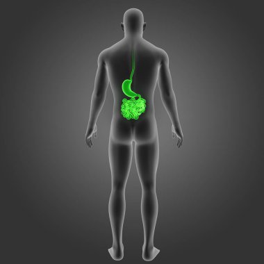 Mide ve ince bağırsak