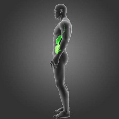 Mide ve ince bağırsak