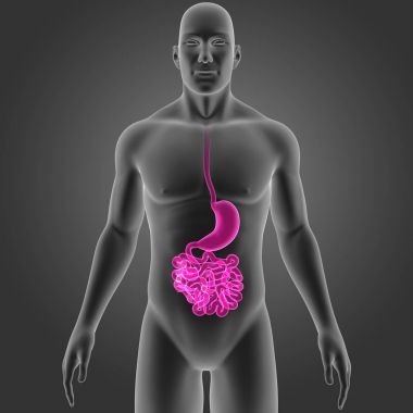 Mide ve ince bağırsak 