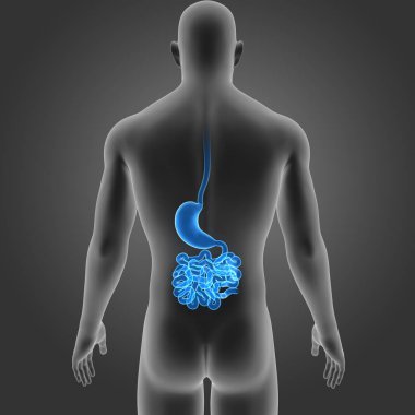 Mide ve ince bağırsak