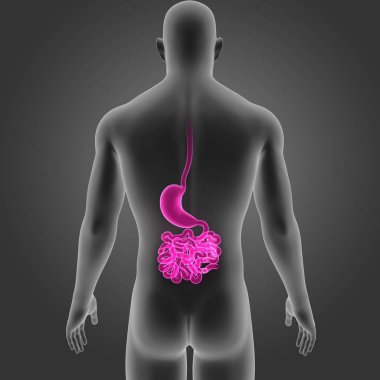 Mide ve ince bağırsak