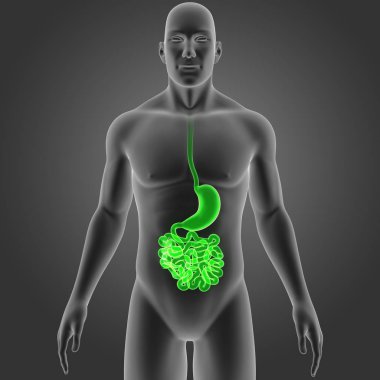 Mide ve ince bağırsak 