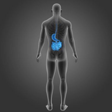 Mide ve ince bağırsak 