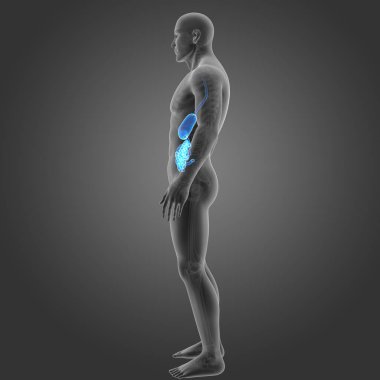 Mide ve ince bağırsak 