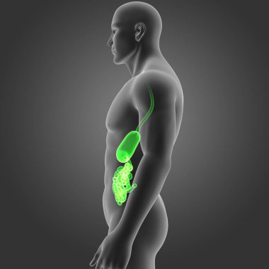 Mide ve ince bağırsak