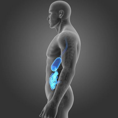 Mide ve ince bağırsak 