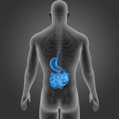 Mide ve ince bağırsak 