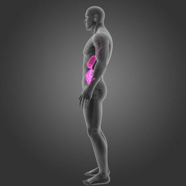 Mide ve ince bağırsak 