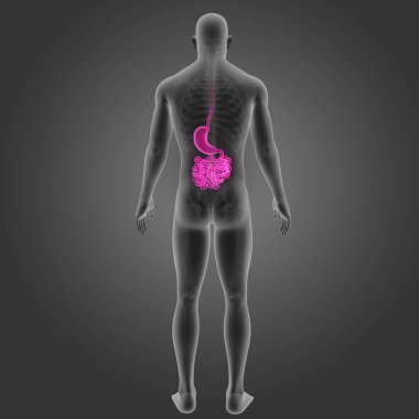 Mide ve ince bağırsak 