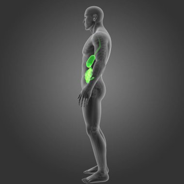 Mide ve ince bağırsak 