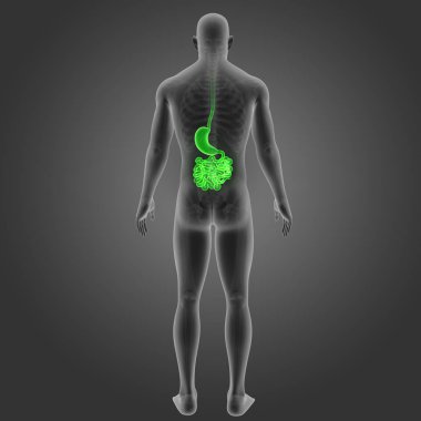 Mide ve ince bağırsak 