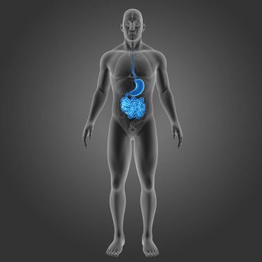 Mide ve ince bağırsak 