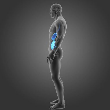 Mide ve ince bağırsak 