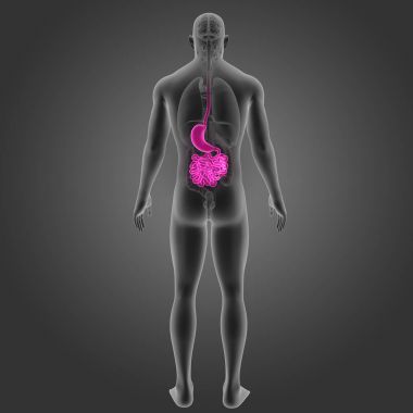 Mide ve ince bağırsak