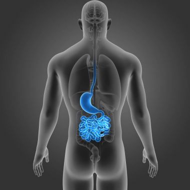 Mide ve ince bağırsak