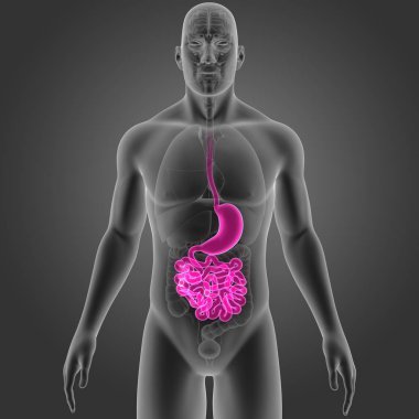 Mide ve ince bağırsak 