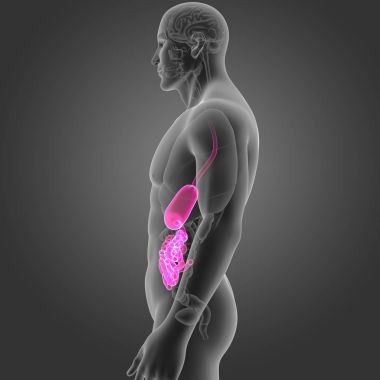 Mide ve ince bağırsak 