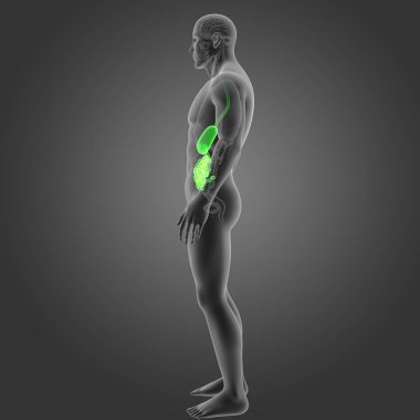 Mide ve ince bağırsak 