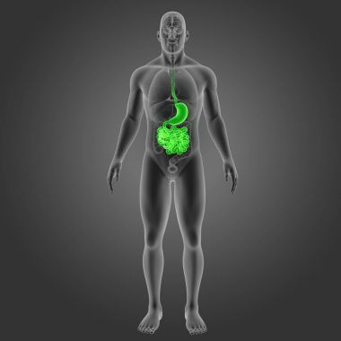 Mide ve ince bağırsak 