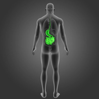 Mide ve ince bağırsak