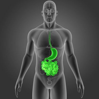Mide ve ince bağırsak 