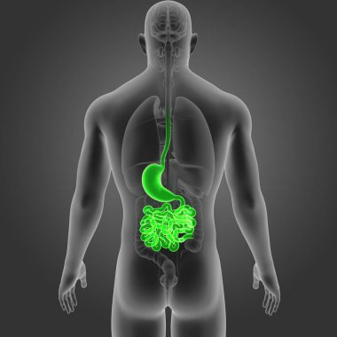 Mide ve ince bağırsak