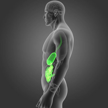 Mide ve ince bağırsak 