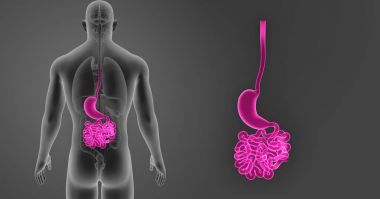 Mide ve ince bağırsak 