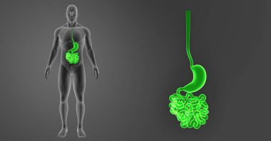 Mide ve ince bağırsak